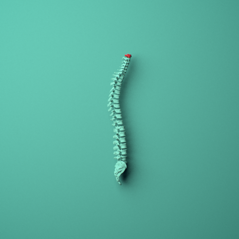 3D model of the C1 atlas vertebra shown in position within a full cervical spine model.