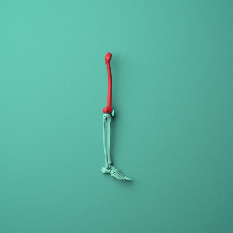 Human leg skeleton from hip to foot, with the femur highlighted in red