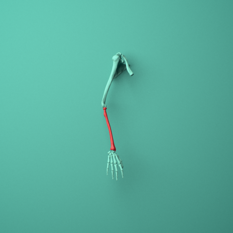 Human arm skeleton from shoulder to hand, with the humerus highlighted in red