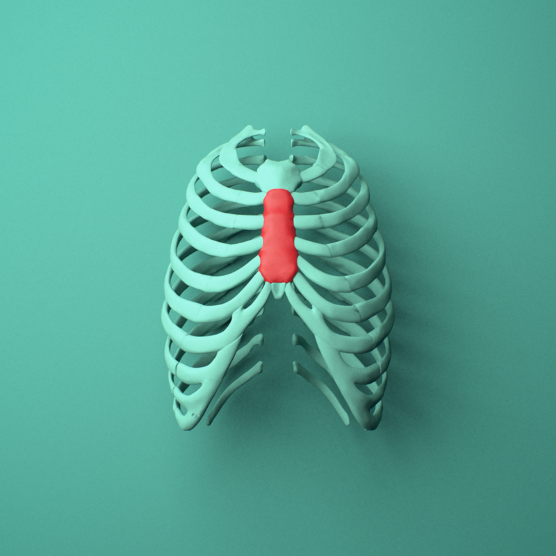 An anatomical model of a rib cage and lungs in mint green, with the central trachea highlighted in red, set against a solid teal background.