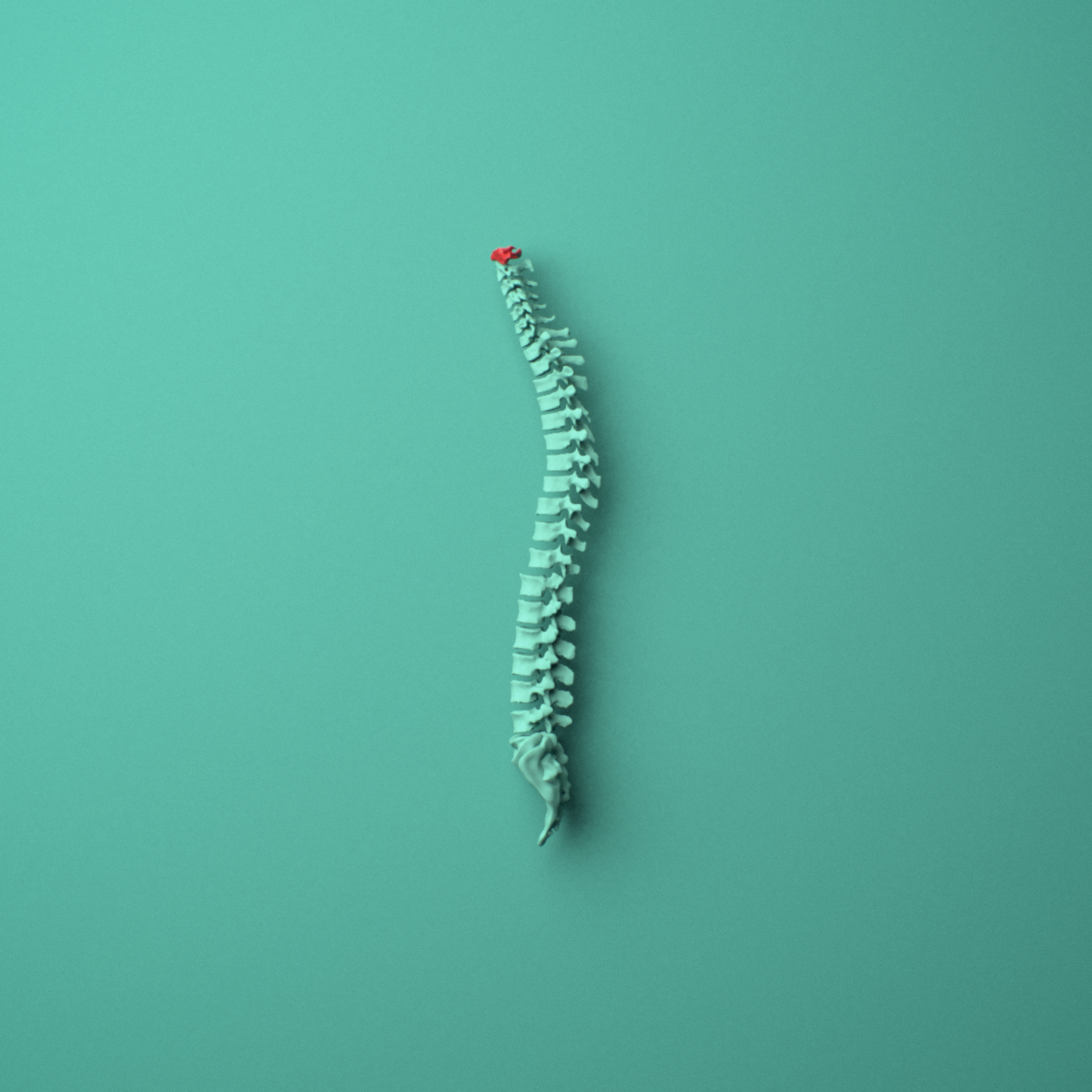 3D model of the C1 Atlas cervical vertebra shown in position within a full cervical spine model, left lateral view.