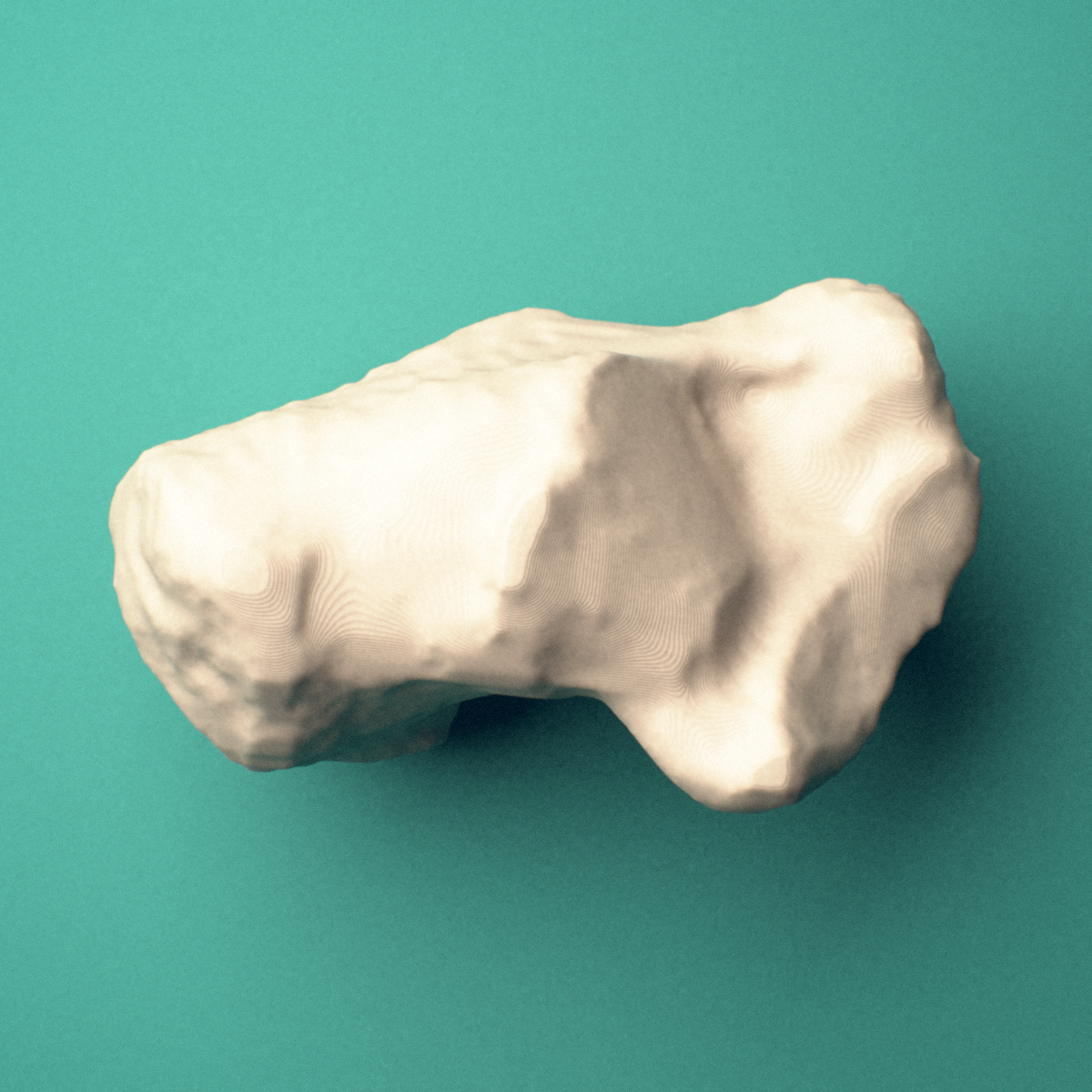 3D-printed Left calcaneus (heel bone), oblique view showing the calcaneal tuberosity.