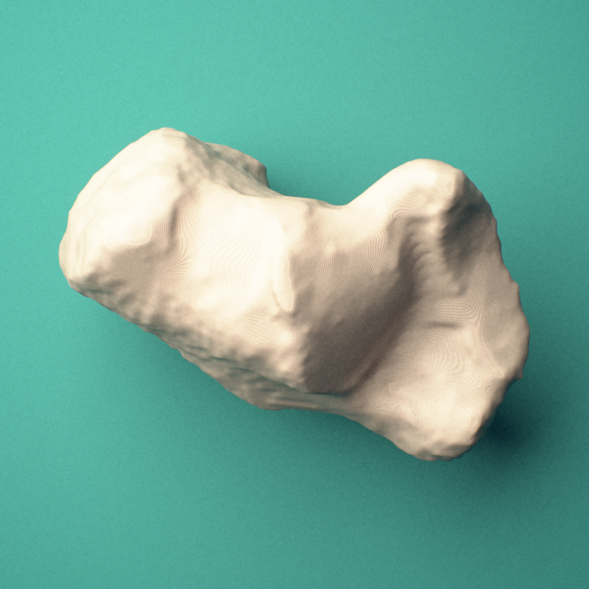 3D-printed Right calcaneus (heel bone), oblique view showing the calcaneal tuberosity.