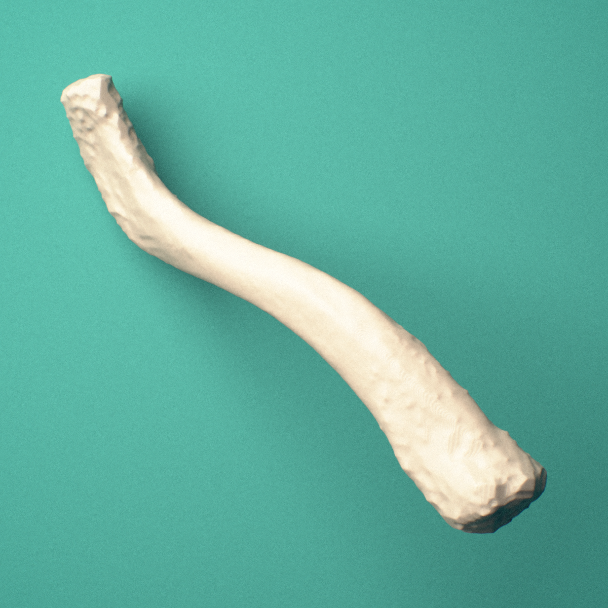 3D-printed Left clavicle (collarbone), oblique view showing the sternal end and acromial end.