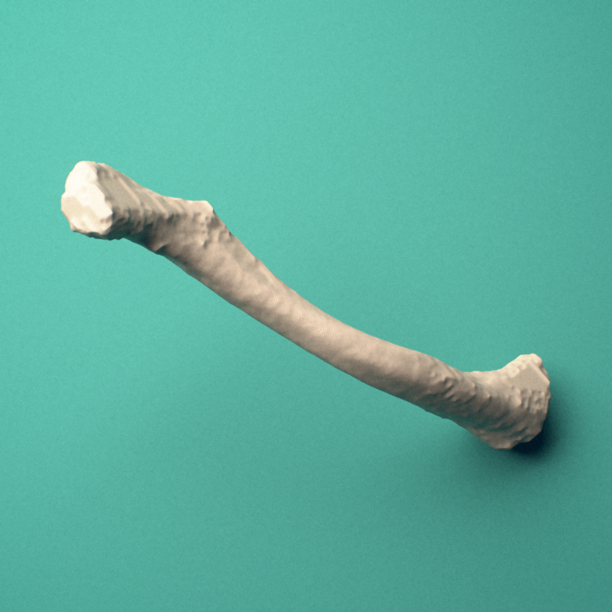 3D-printed Left clavicle (collarbone), rotated oblique view showing the sternal end and acromial end.