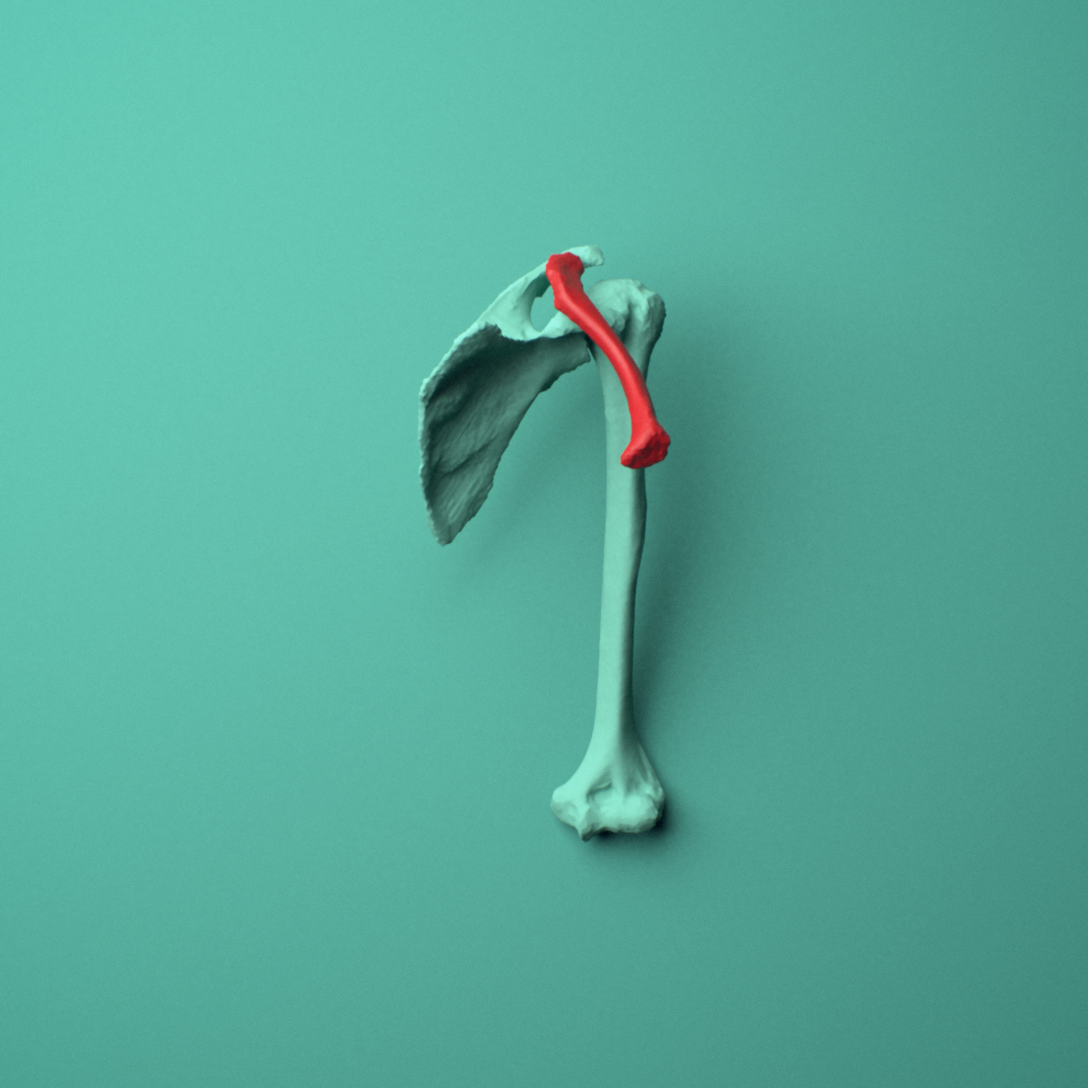 3D model of the Left clavicle (collarbone) shown in position within a full shoulder and upper arm model, right lateral view.