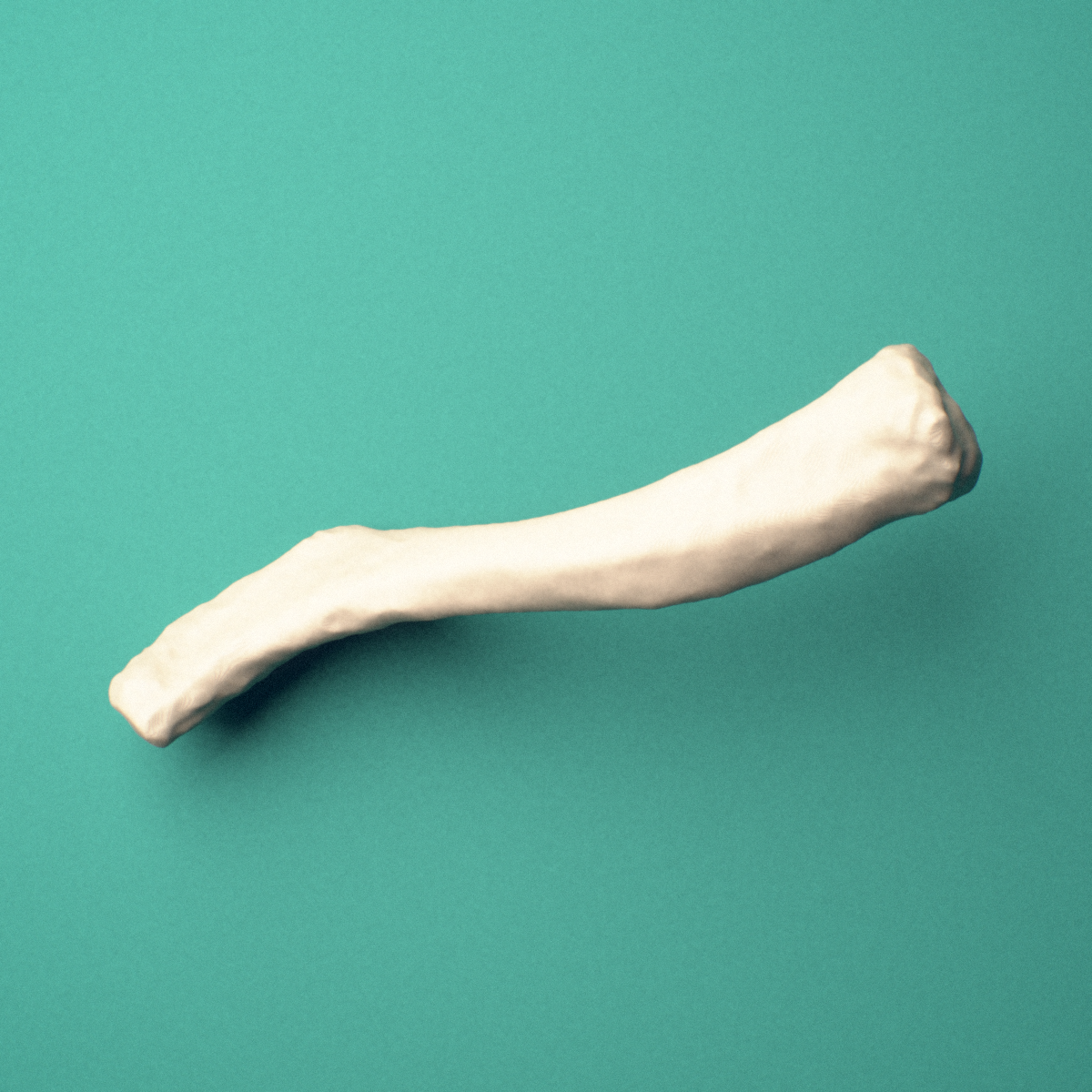 3D-printed Right clavicle (collarbone), oblique view showing the sternal end and acromial end.