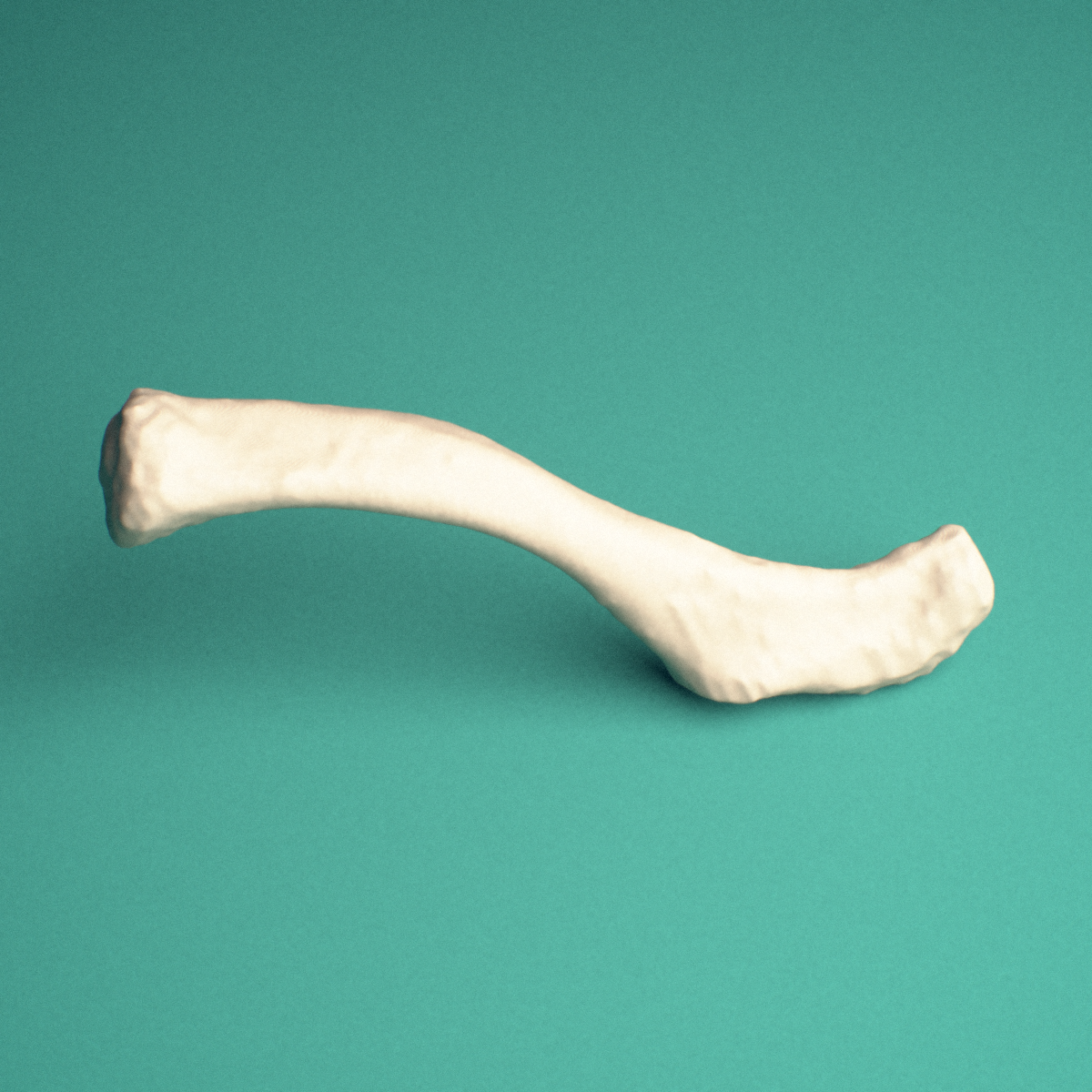 3D-printed Right clavicle (collarbone), lateral view showing the shaft and conoid tubercle.