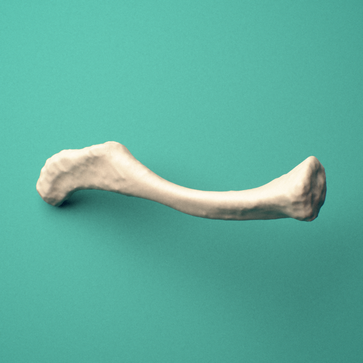 3D-printed Right clavicle (collarbone), rotated oblique view showing the sternal end and acromial end.