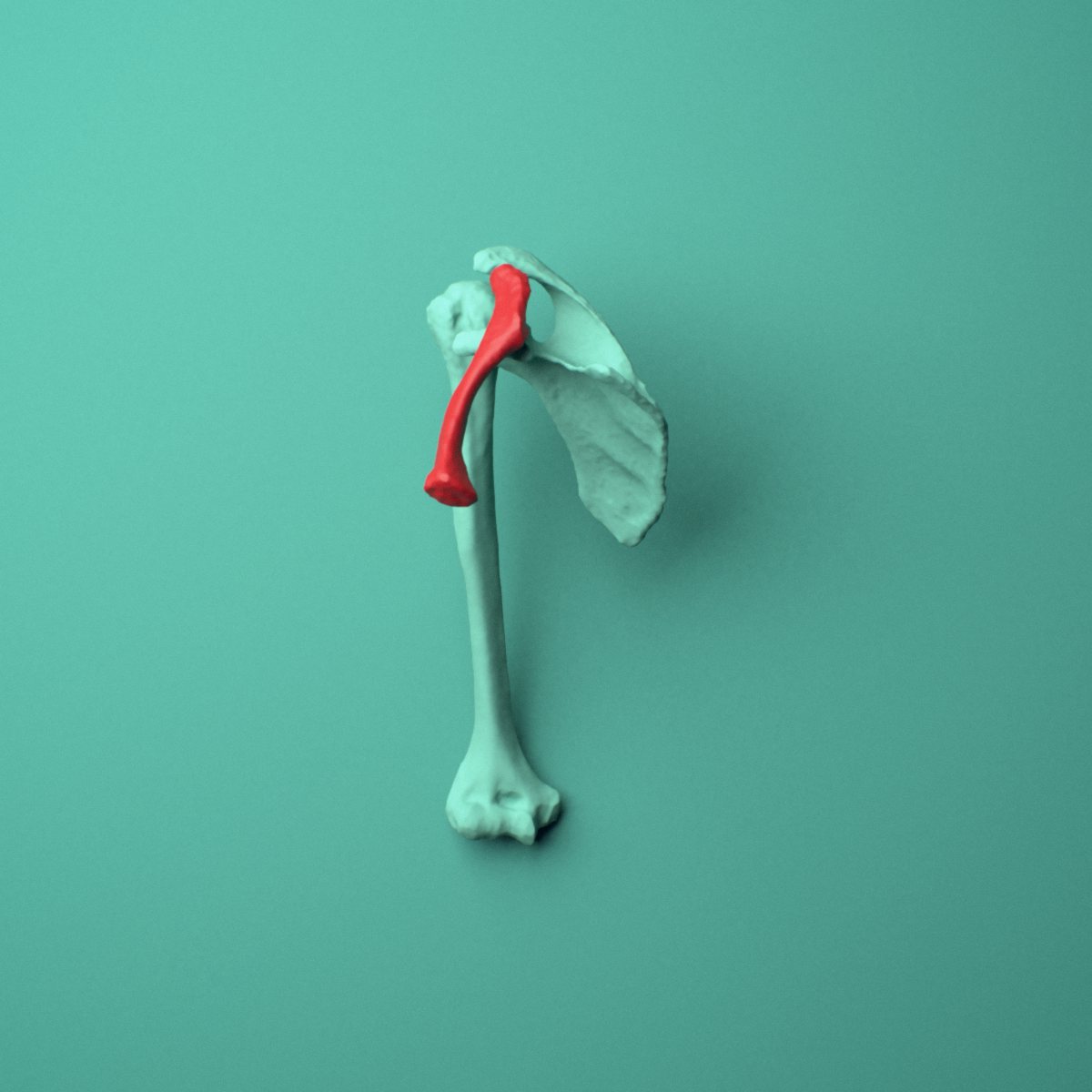 3D model of the Right clavicle (collarbone) shown in position within a full shoulder and upper arm model, left lateral view.