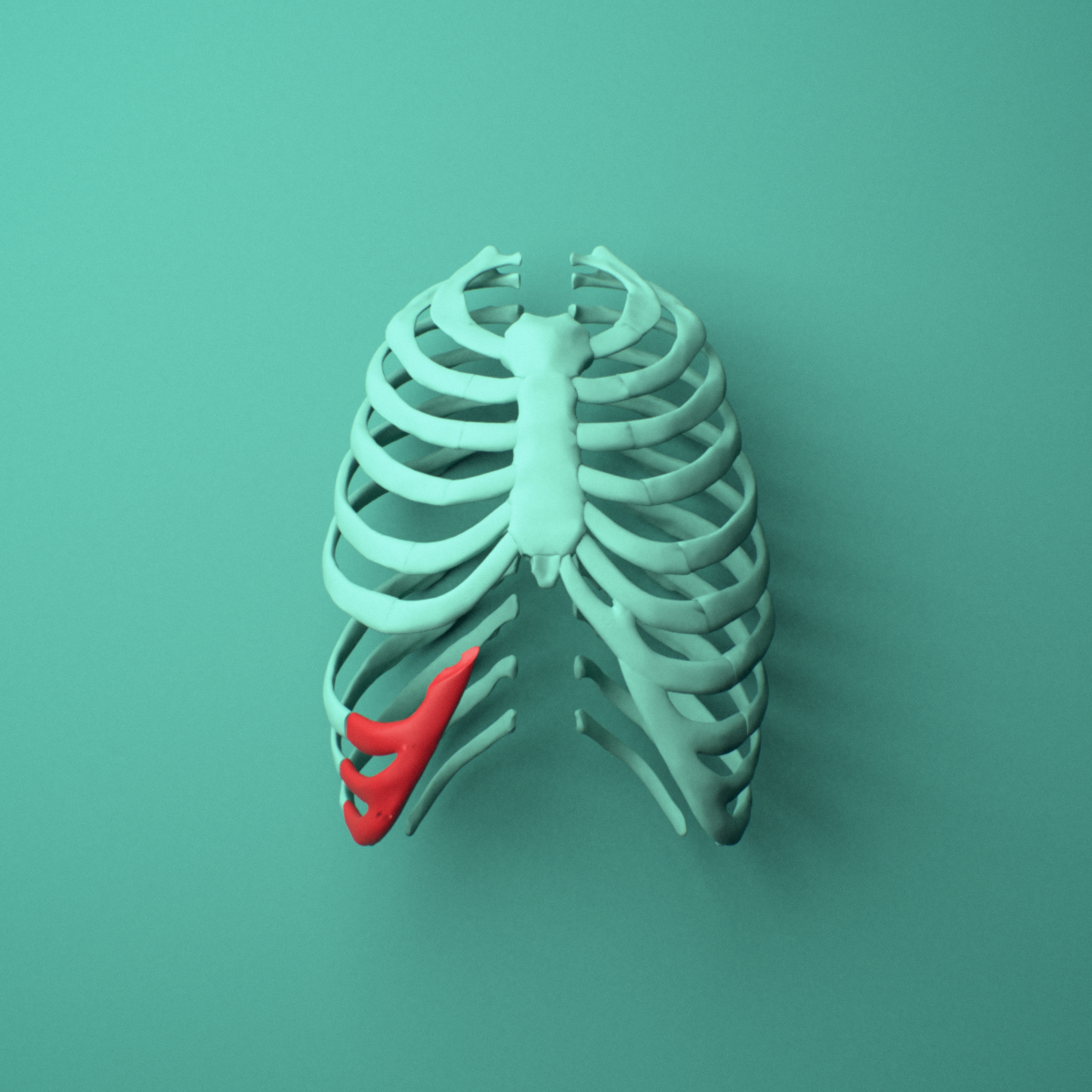 3D model of the Right costal cartilage shown in position within a full rib cage model, anterior view.