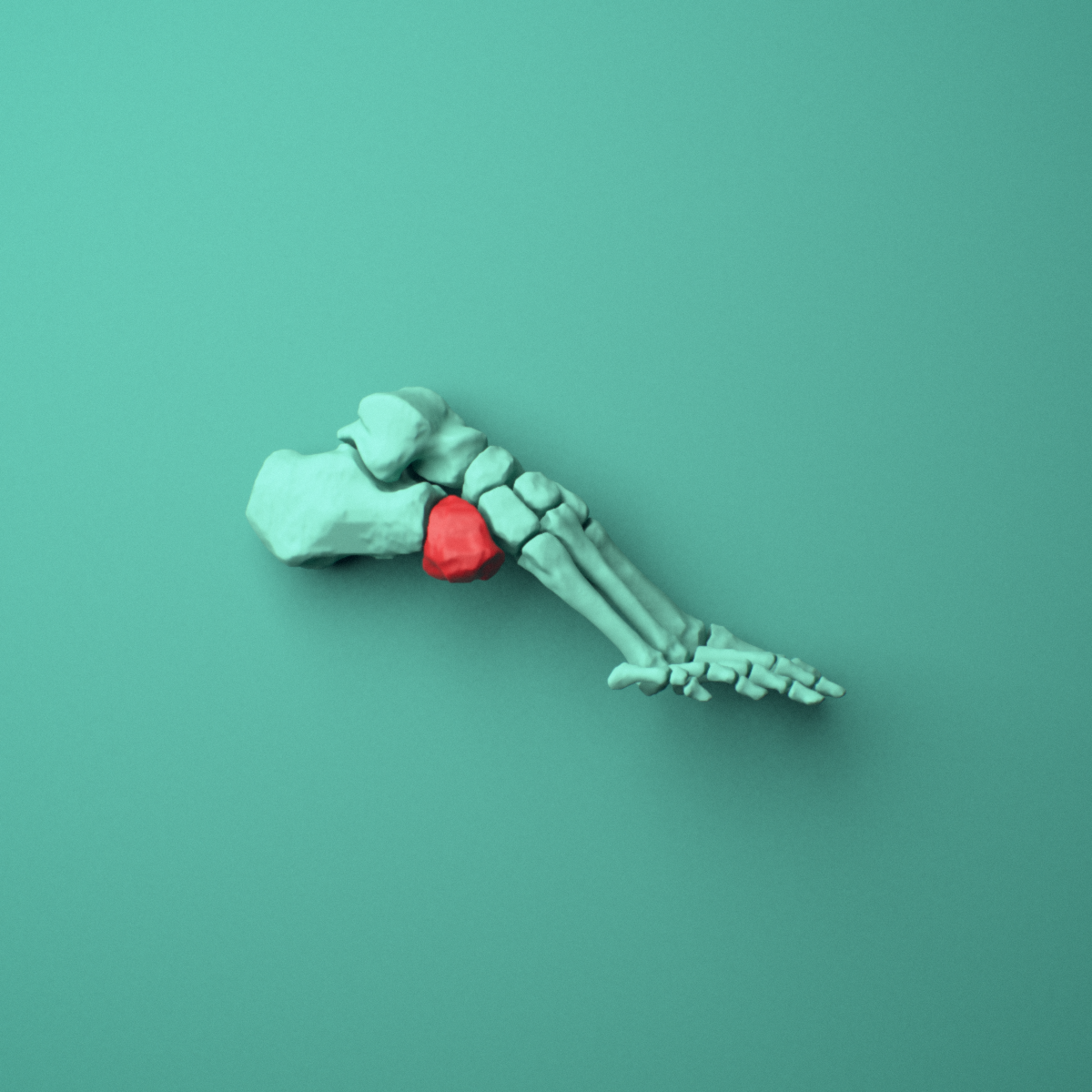 3D model of the Right cuboid bone (foot) shown in position within a full foot and ankle model, right lateral view.