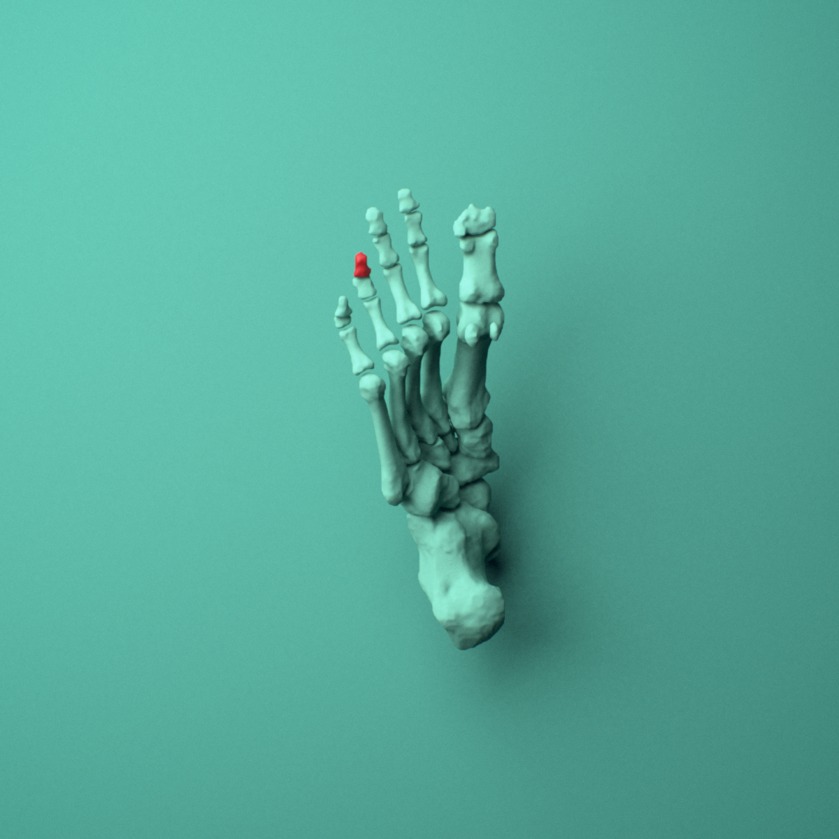 3D model of the Right fourth toe distal phalanx shown in position within a full foot and ankle model, inferior view.