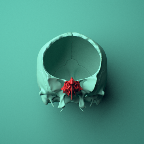 3D model of the Ethmoid bone shown in position within a full skull model, anterior view.