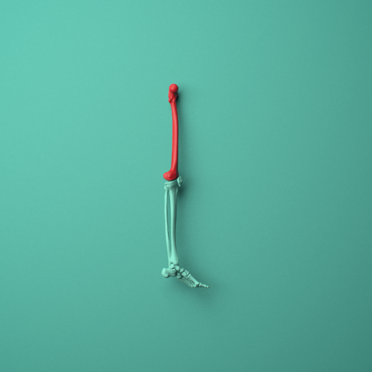 3D model of the Left femur (thigh bone) shown in position within a full hip and thigh model, right lateral view.
