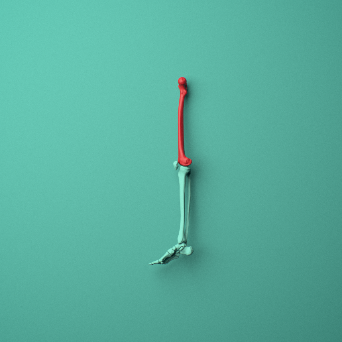 3D model of the Right femur (thigh bone) shown in position within a full hip and thigh model, left lateral view.