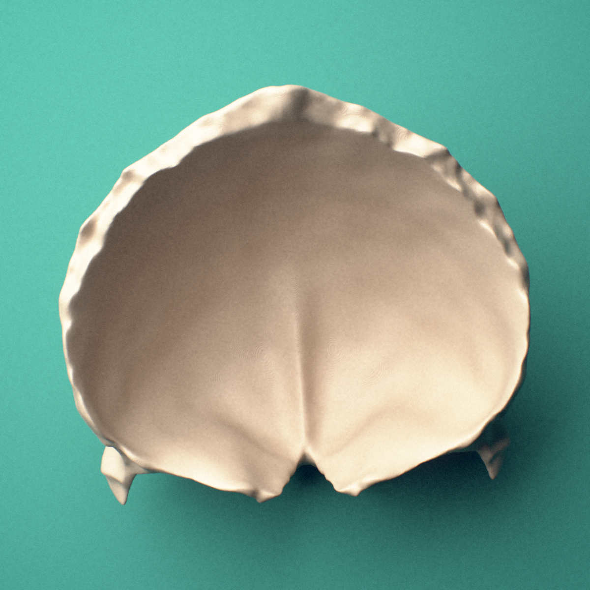 3D-printed Frontal bone, anterior oblique view showing the frontal squama.