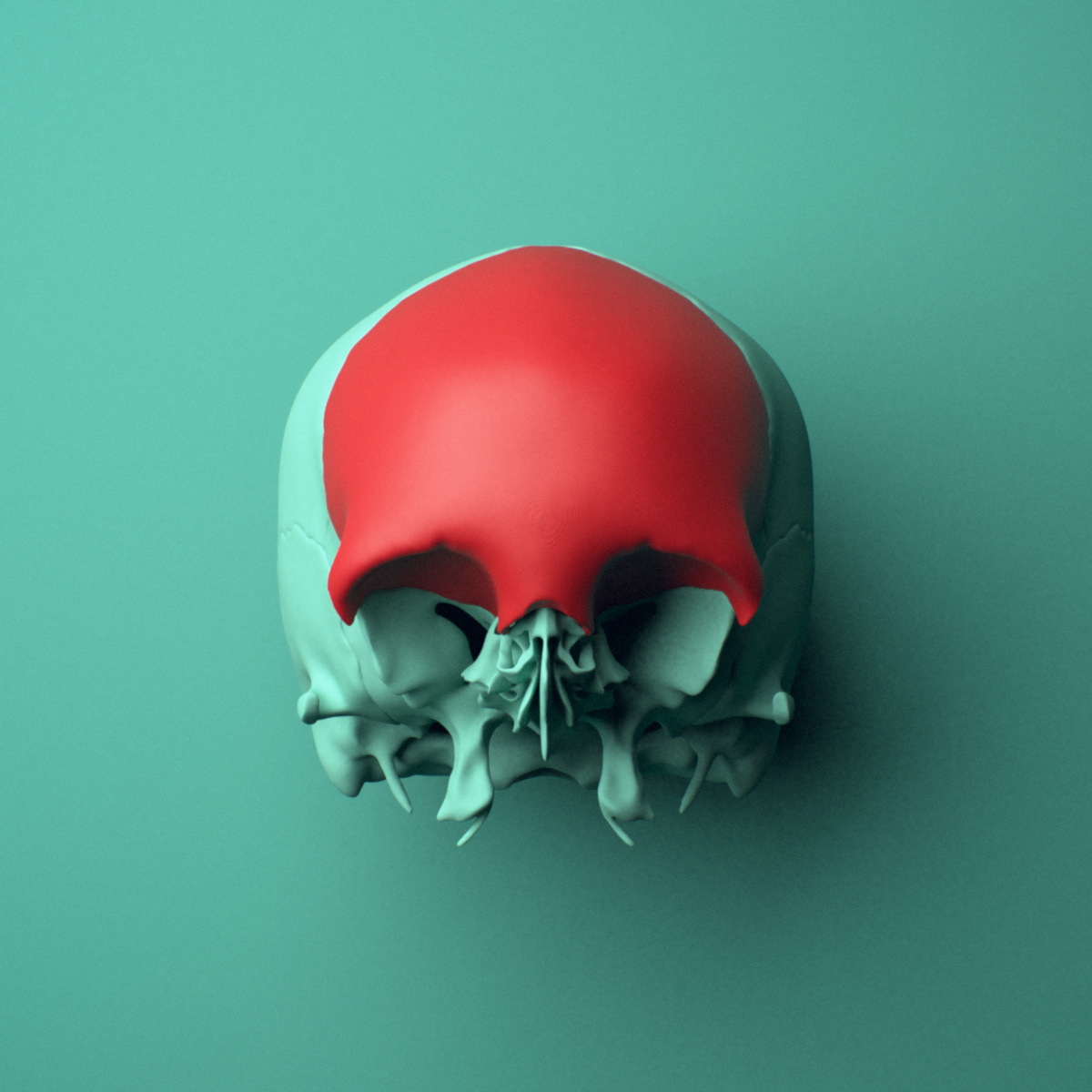 3D model of the Frontal bone shown in position within a full skull model, anterior view.