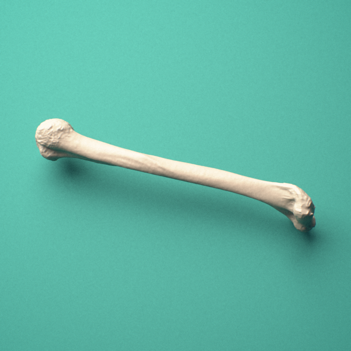 3D-printed Left humerus, oblique close-up view showing the capitulum and trochlea.
