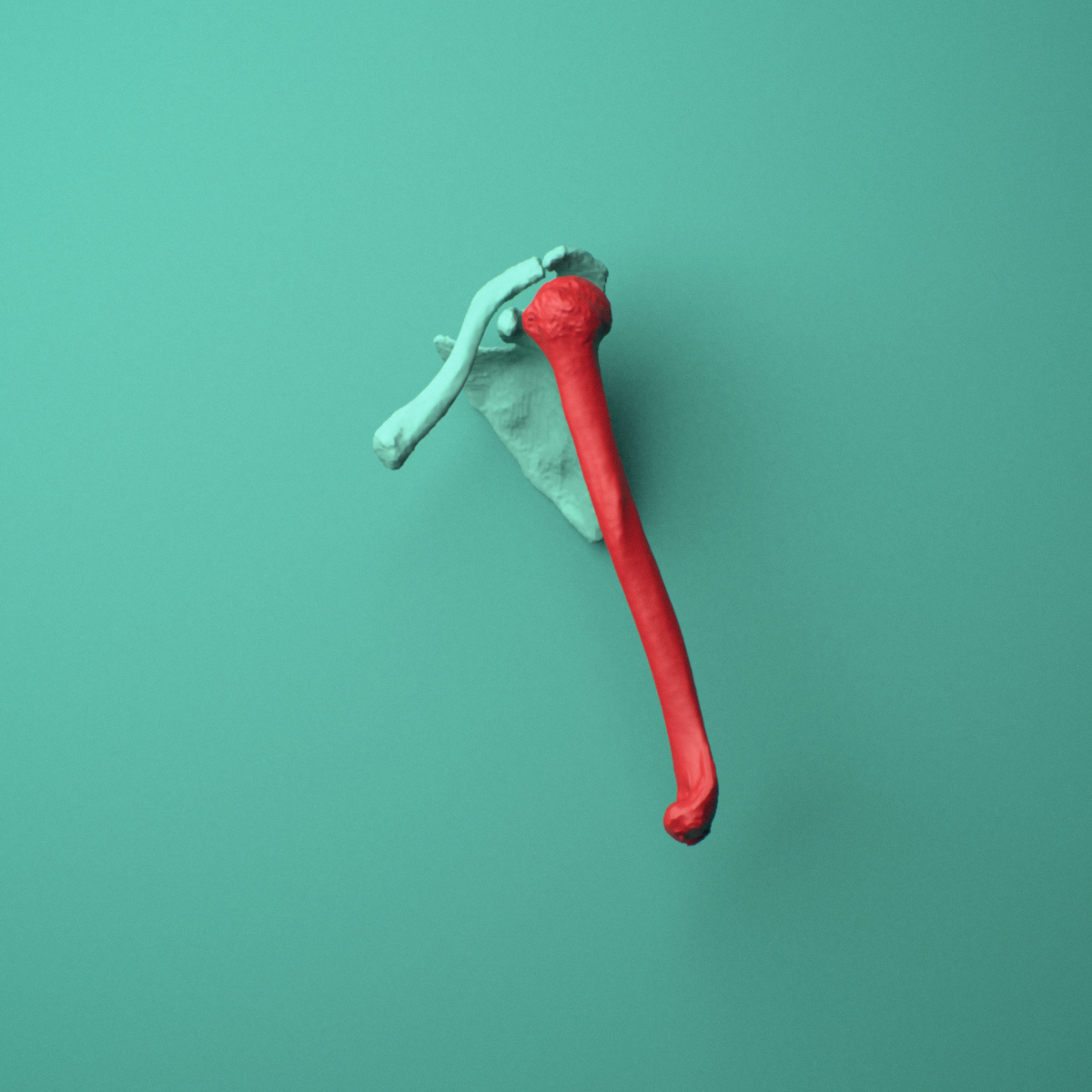 3D model of the Left humerus shown in position within a full shoulder and upper arm model, anterior view.