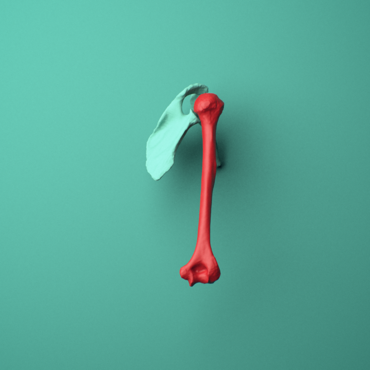 3D model of the Right humerus shown in position within a full shoulder and upper arm model, right lateral view.