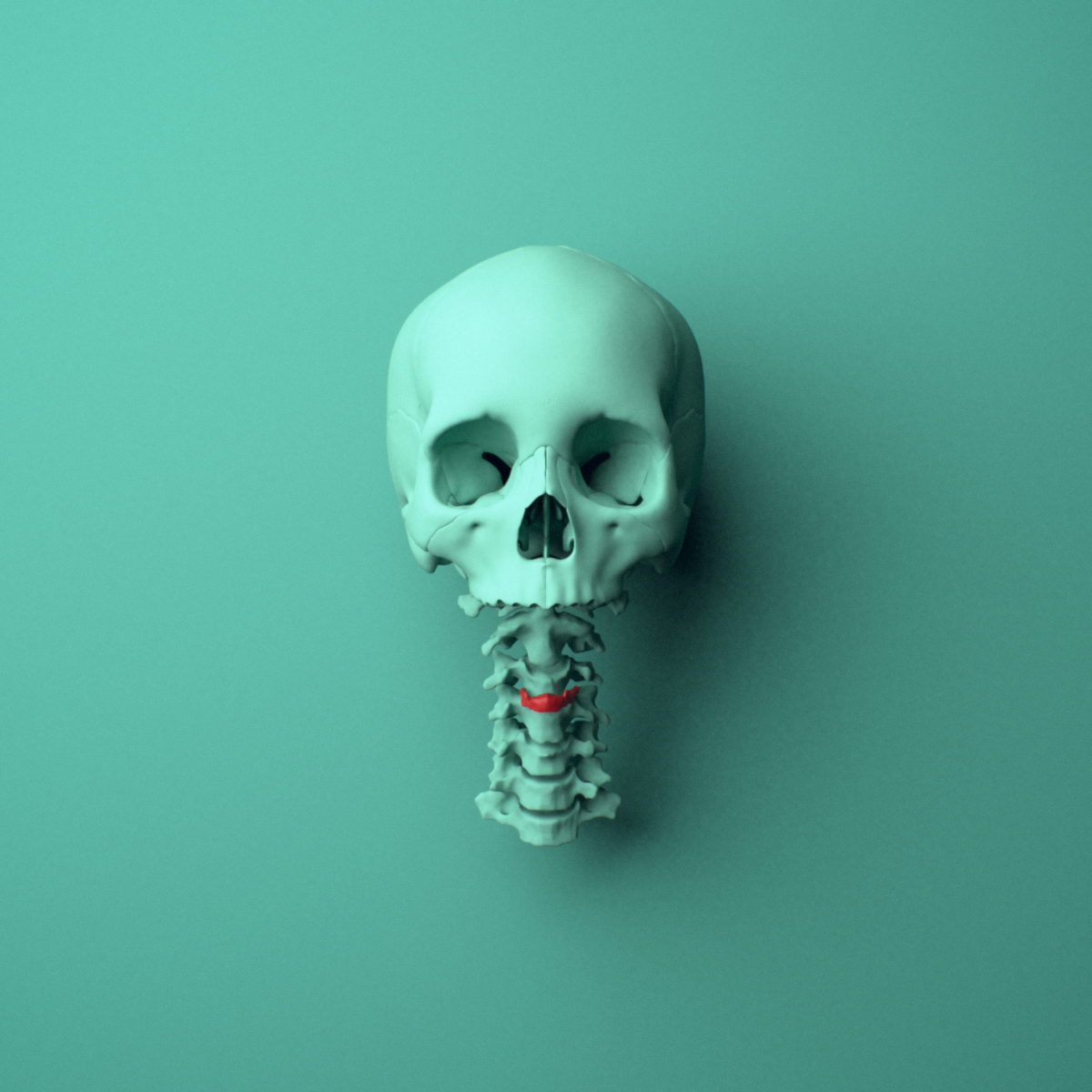 3D model of the Hyoid bone shown in position within a full neck model, anterior view.