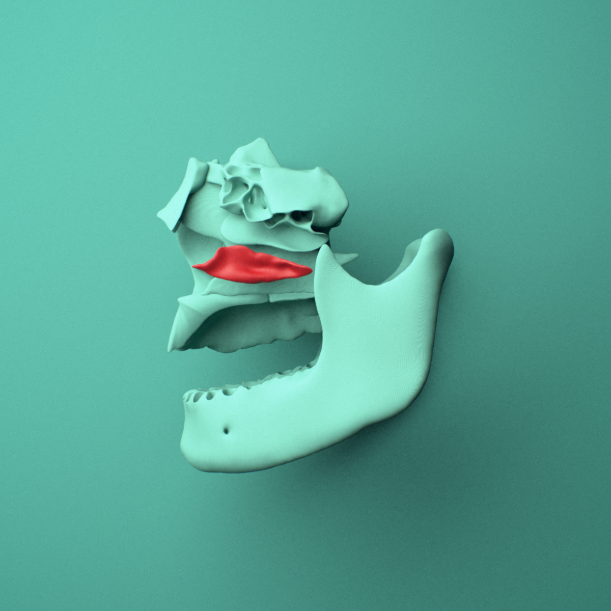 3D model of the Left inferior nasal concha shown in position within a full skull model, left lateral view.