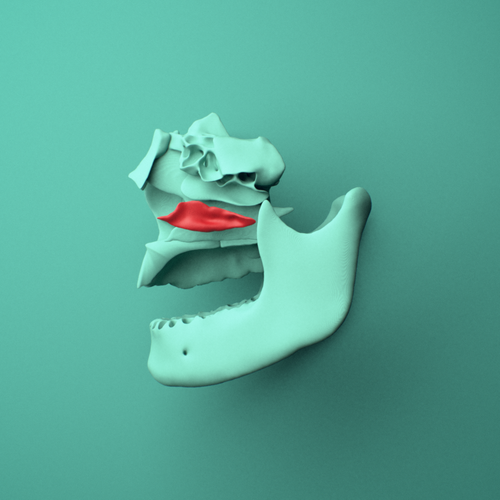3D model of the Left inferior nasal concha shown in position within a full skull model, left lateral view.