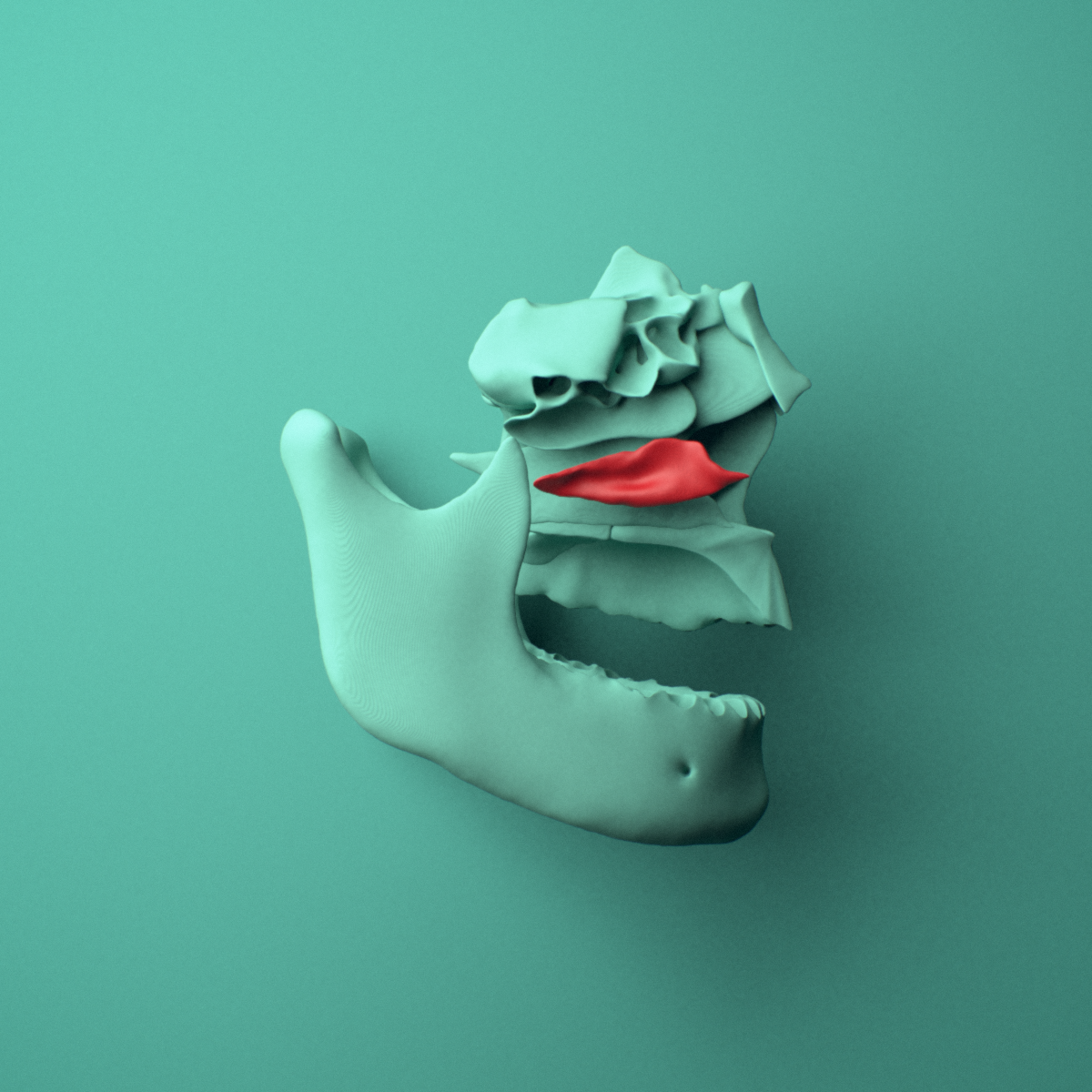 3D model of the Right inferior nasal concha shown in position within a full skull model, right lateral view.