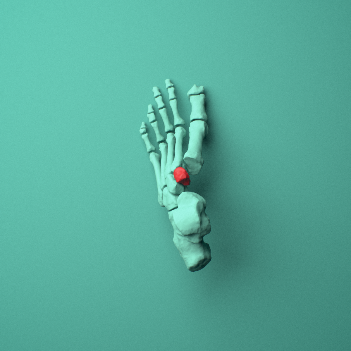 3D model of the Left intermediate cuneiform (foot) shown in position within a full foot and ankle model, superior view.