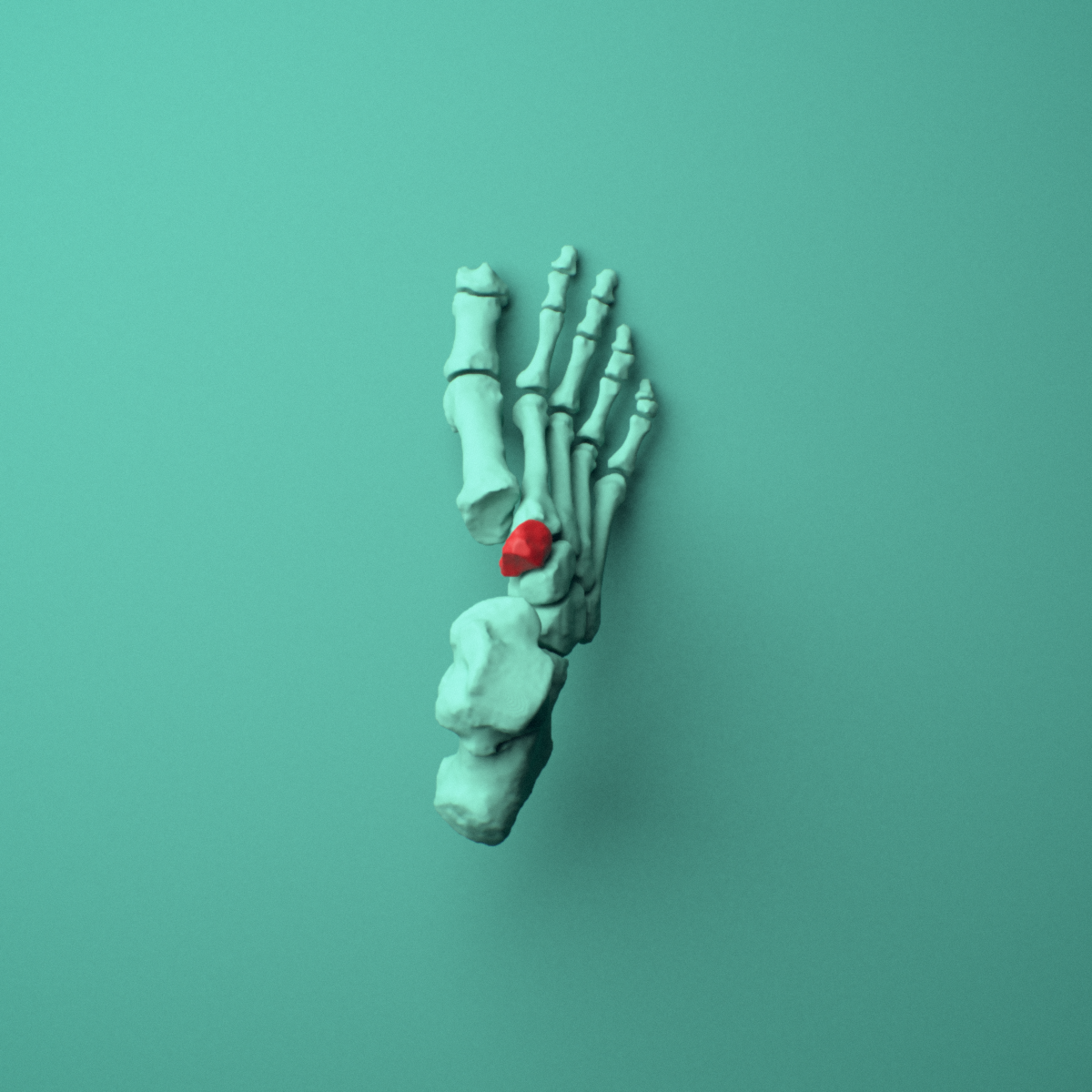3D model of the Right intermediate cuneiform (foot) shown in position within a full foot and ankle model, superior view.
