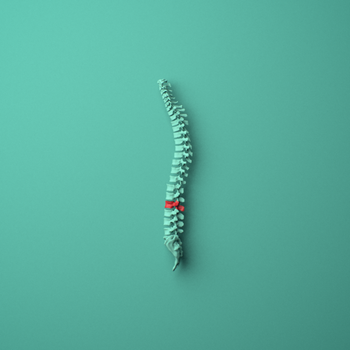3D model of the L2 lumbar vertebra shown in position within a full lumbar spine model, right lateral view.