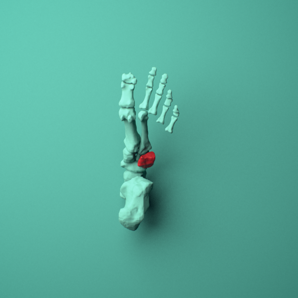 3D model of the Left lateral cuneiform (foot) shown in position within a full foot and ankle model, inferior view.