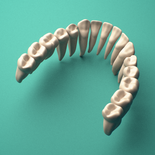 3D-printed Mandibular teeth (lower jaw), lateral view showing the roots.