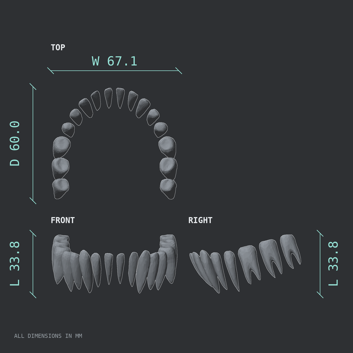 3D rendered dimensional drawing of the Mandibular teeth (lower jaw), top, front, and side views.