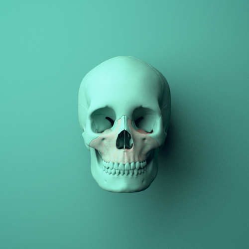 3D model of the Maxilla, fused shown in position within a full skull model, anterior view.