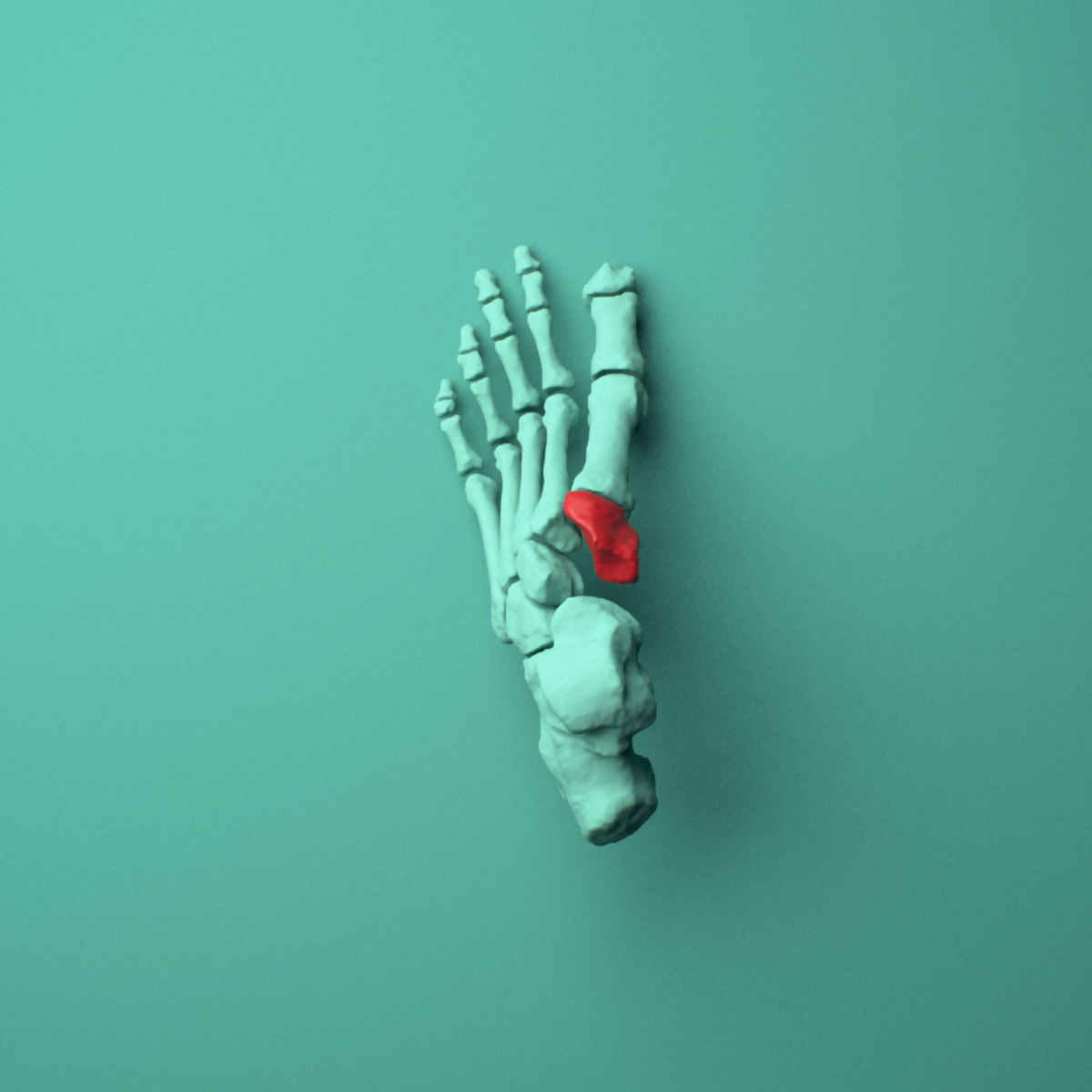 3D model of the Left medial cuneiform (foot) shown in position within a full foot and ankle model, superior view.