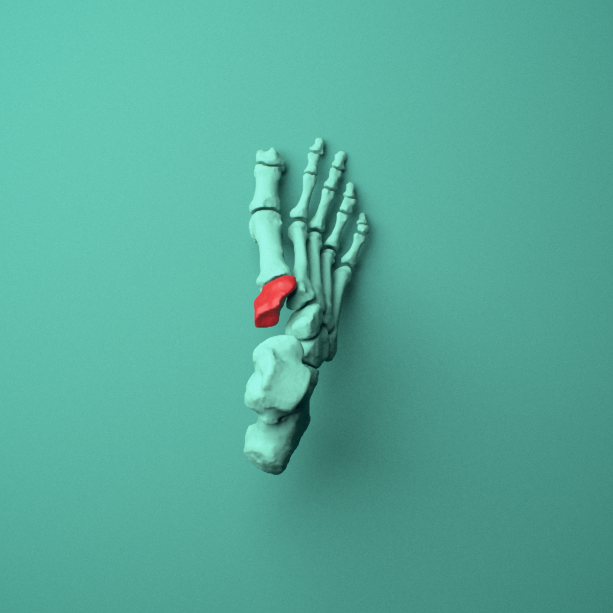 3D model of the Right medial cuneiform (foot) shown in position within a full foot and ankle model, superior view.