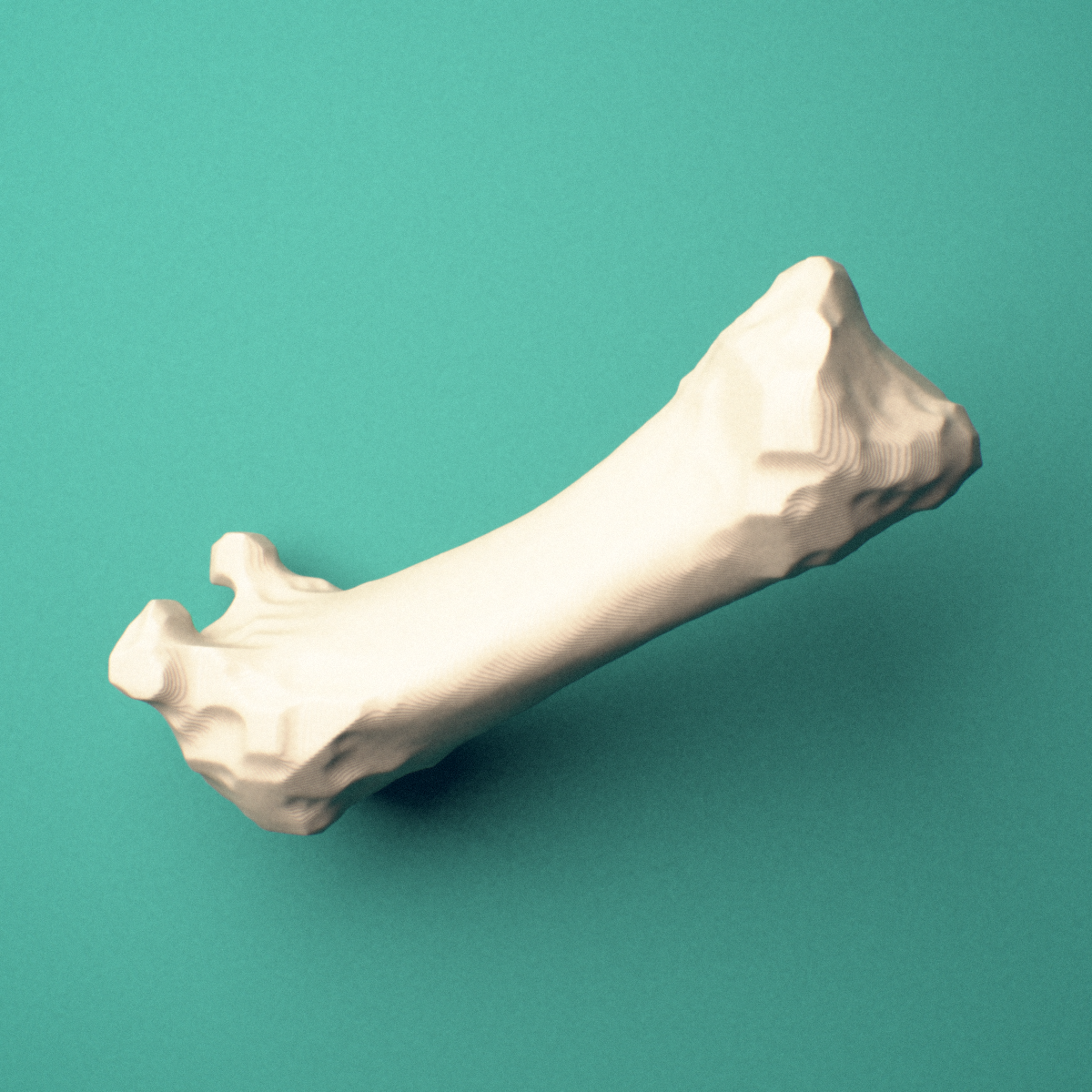 3D-printed Left first metacarpal (hand), close-up view showing the base.