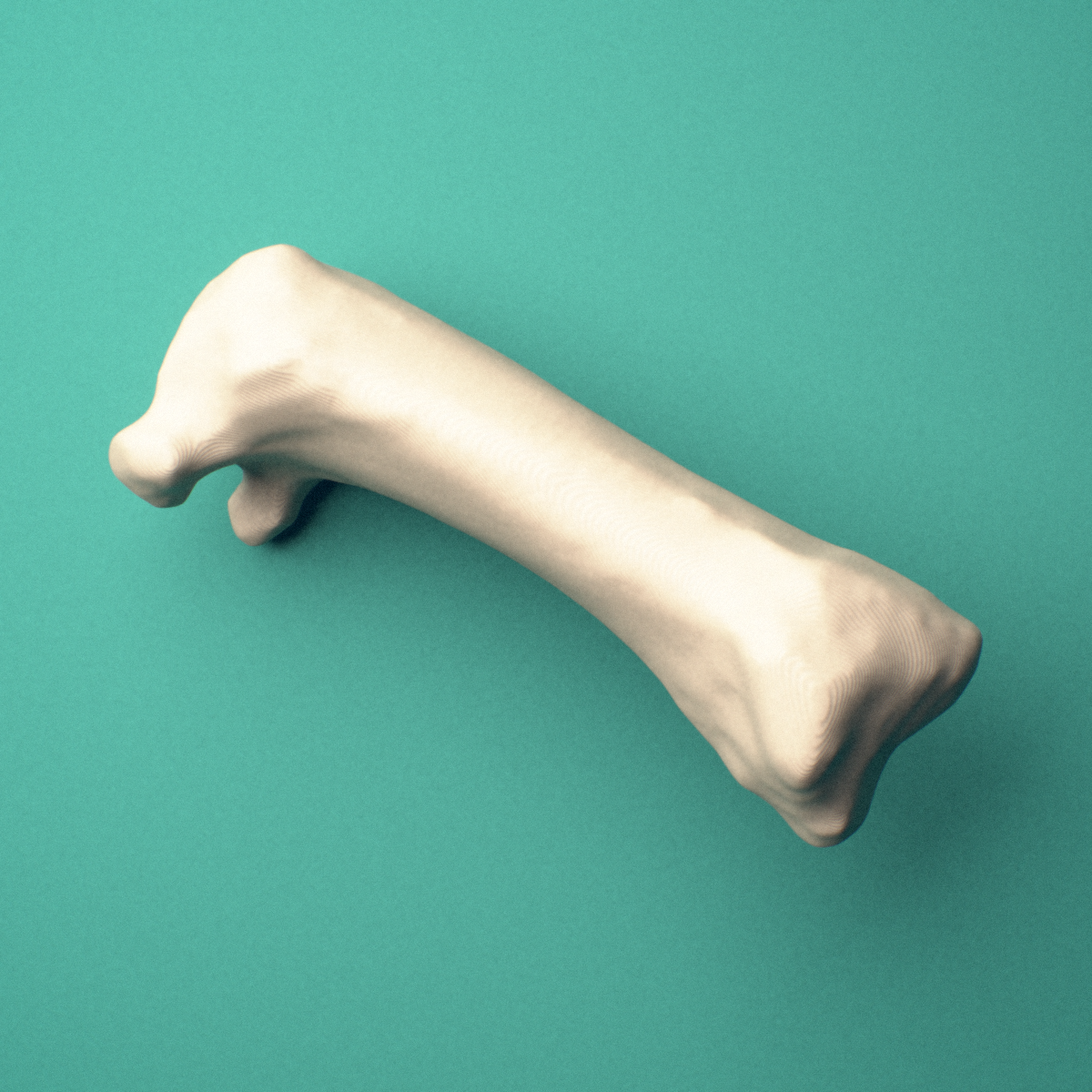 3D-printed Right first metacarpal (hand), close-up view showing the base.