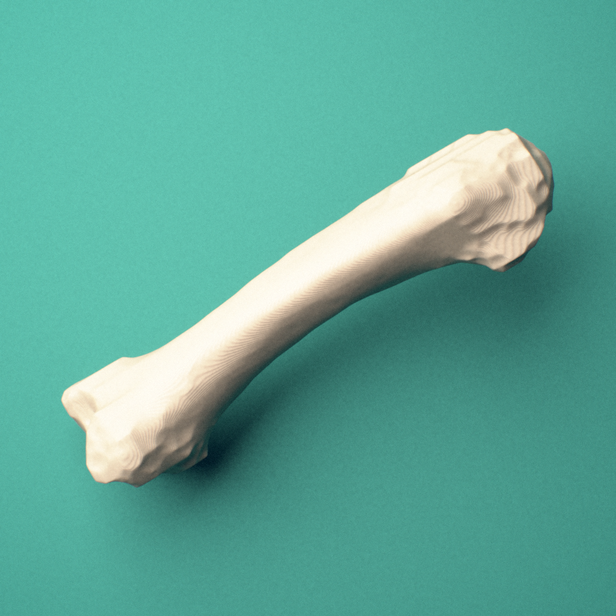3D-printed Left second metacarpal (hand), close-up view showing the base.