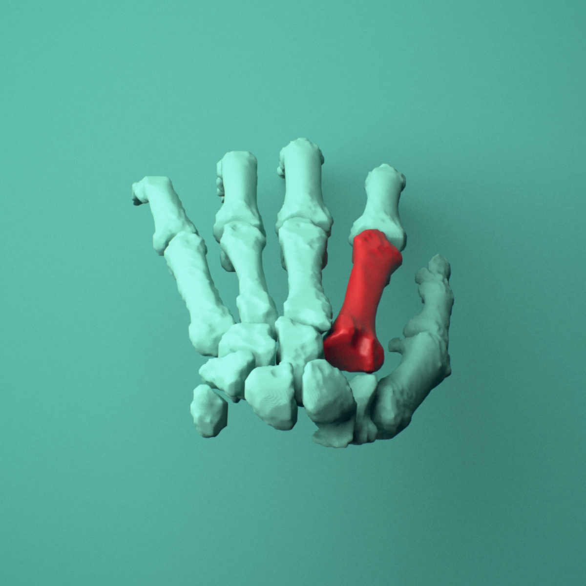 3D model of the Left second metacarpal (hand) shown in position within a full hand and wrist model, superior view.