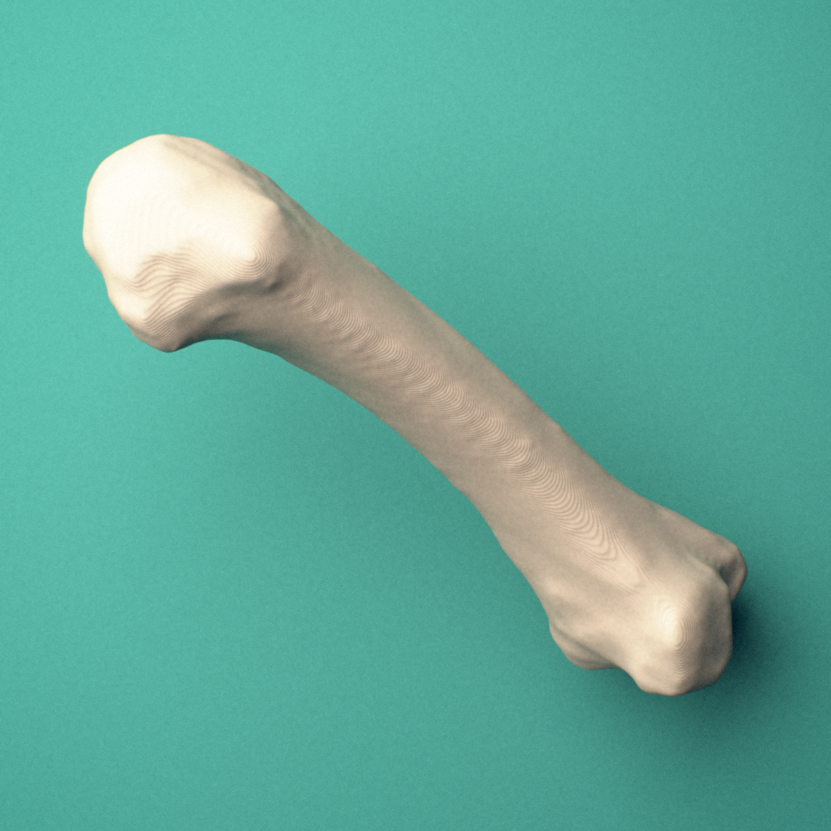 3D-printed Right second metacarpal (hand), oblique view showing the base and head.