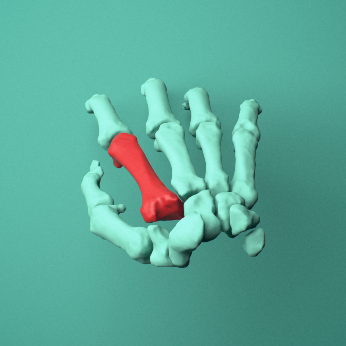3D model of the Right second metacarpal (hand) shown in position within a full hand and wrist model, superior view.