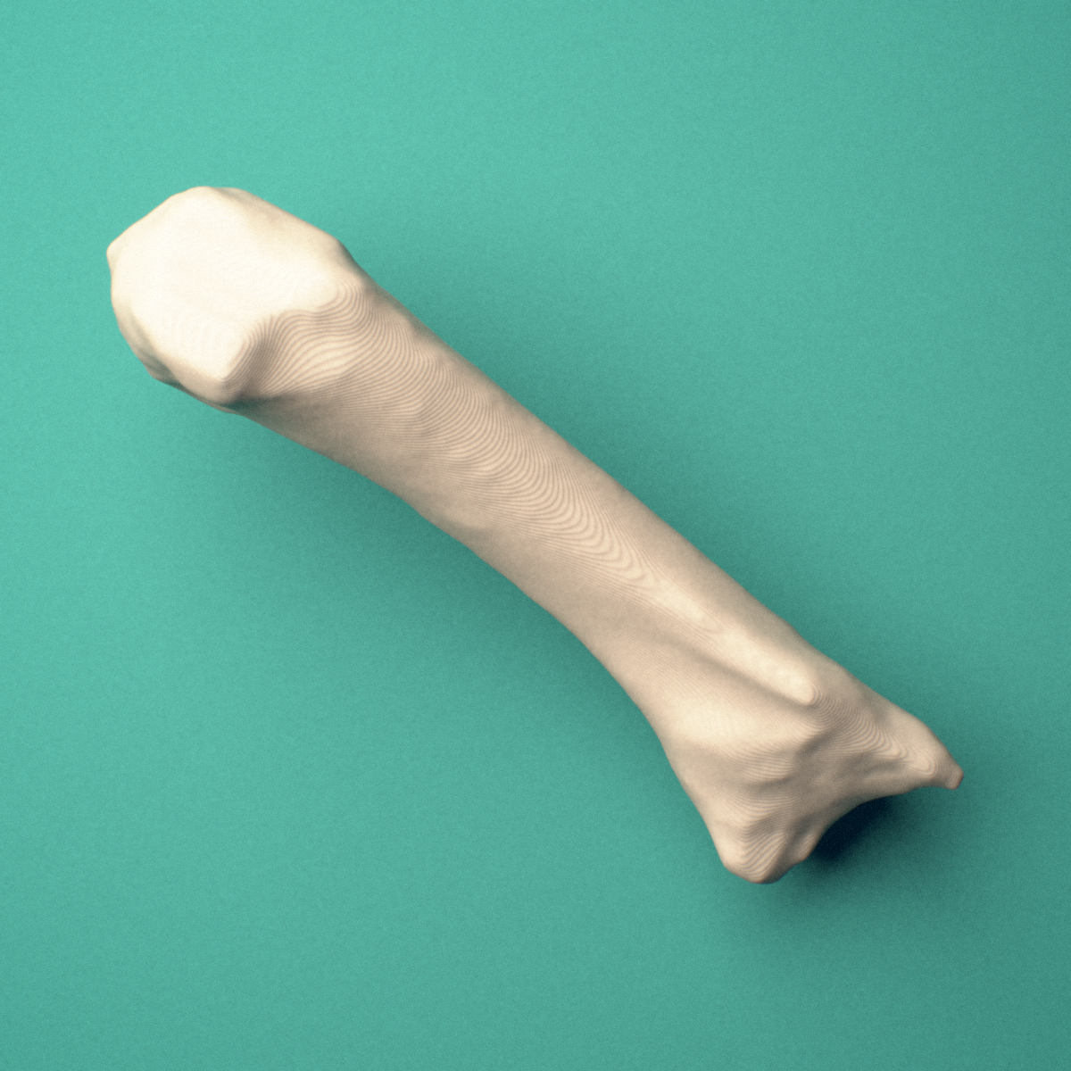 3D-printed Right third metacarpal (hand), oblique view showing the base and head.
