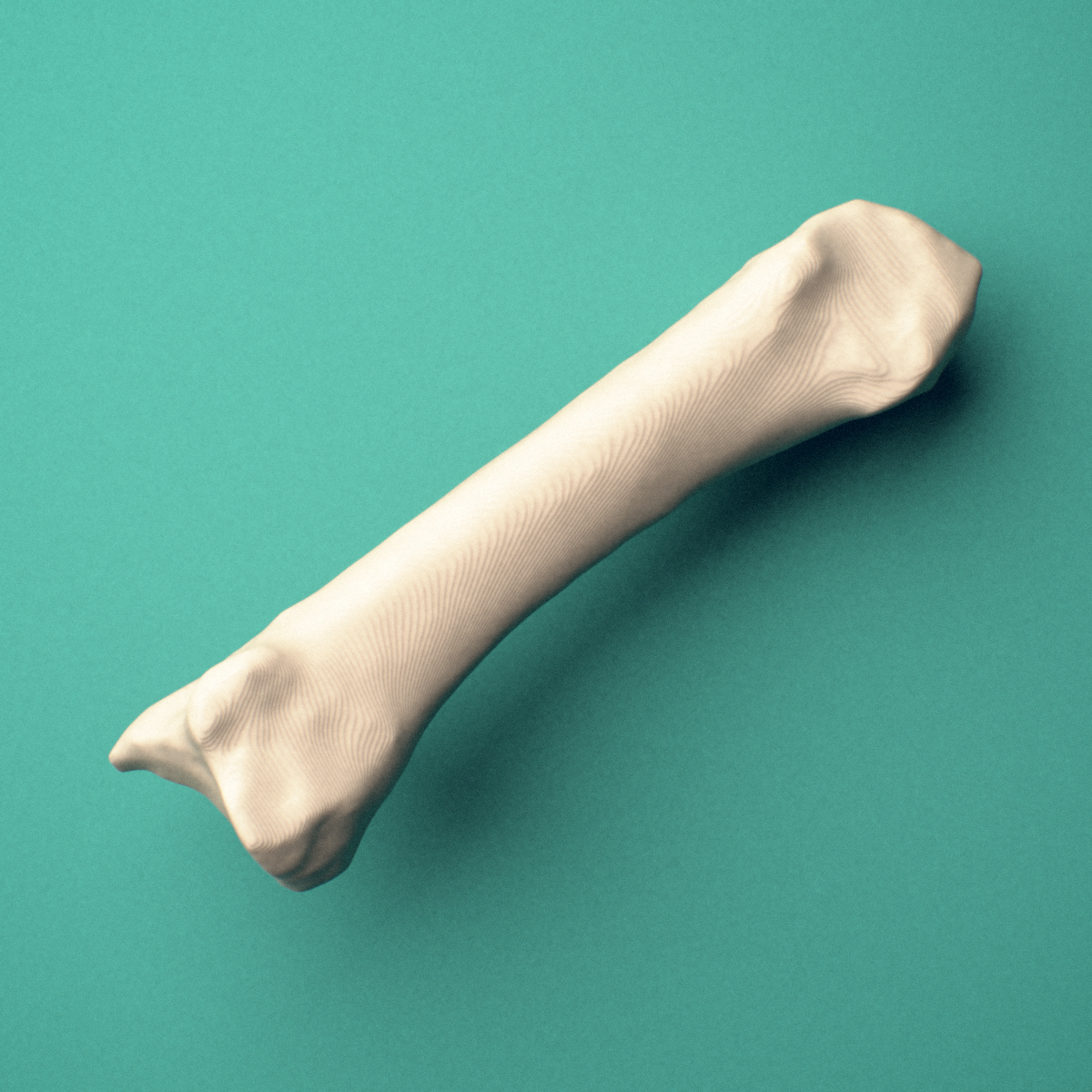 3D-printed Right third metacarpal (hand), close-up view showing the base.