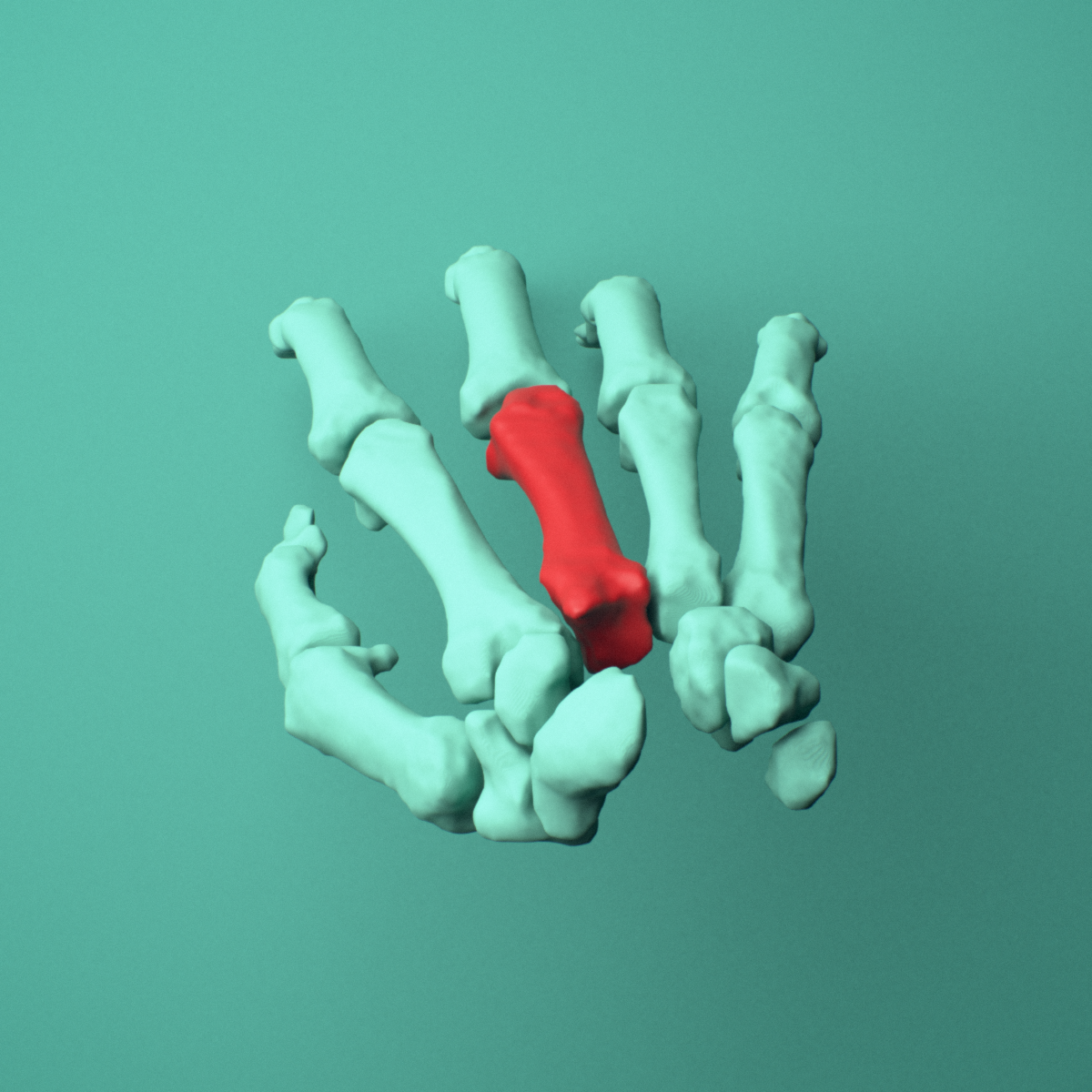 3D model of the Right third metacarpal (hand) shown in position within a full hand and wrist model, superior view.