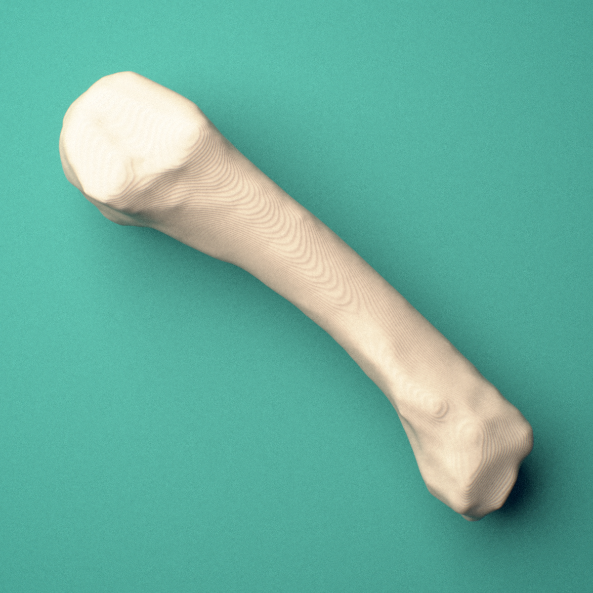 3D-printed Right fourth metacarpal (hand), oblique view showing the base and head.