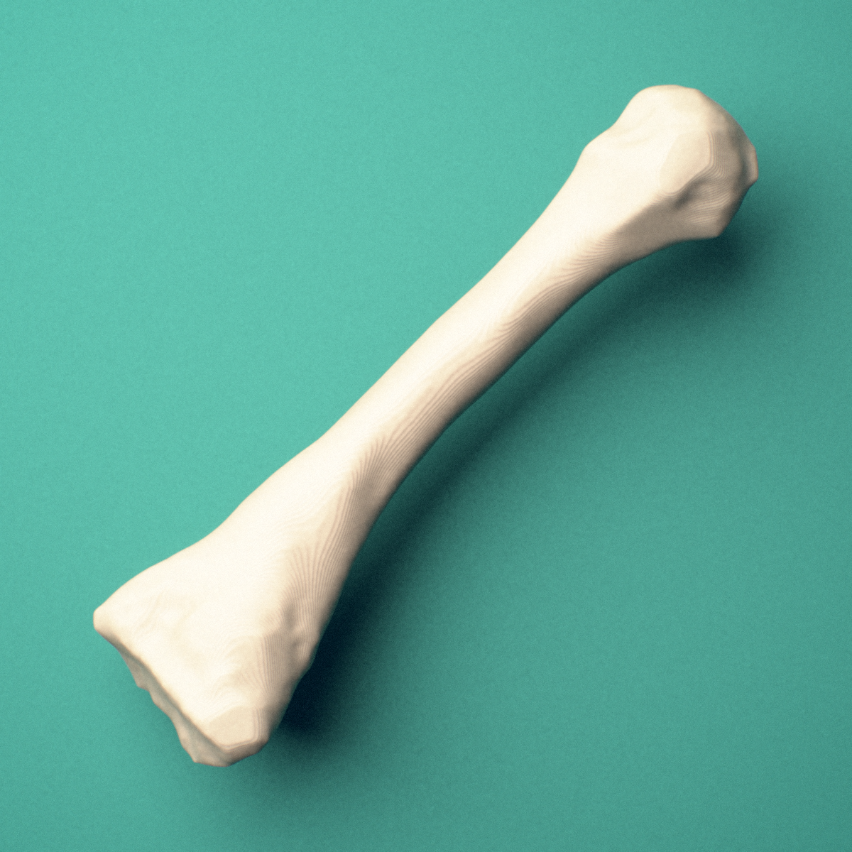 3D-printed Left second metatarsal (foot), close-up view showing the base.
