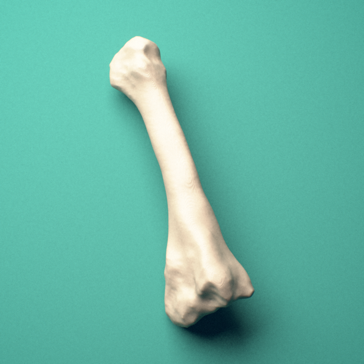 3D-printed Left second metatarsal (foot), close-up view showing the head.